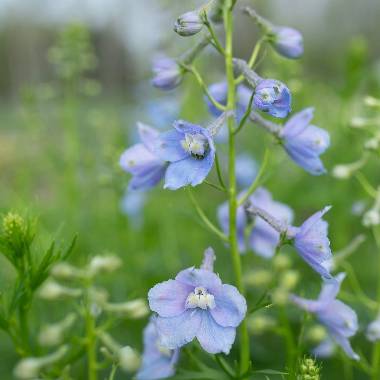 Delphinium 'Cliveden Beauty'