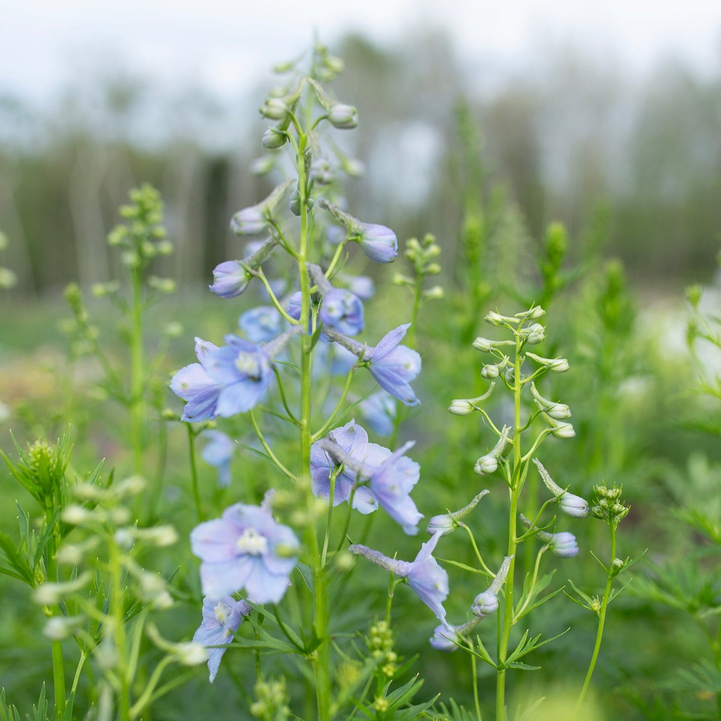 Delphinium 'Cliveden Beauty'