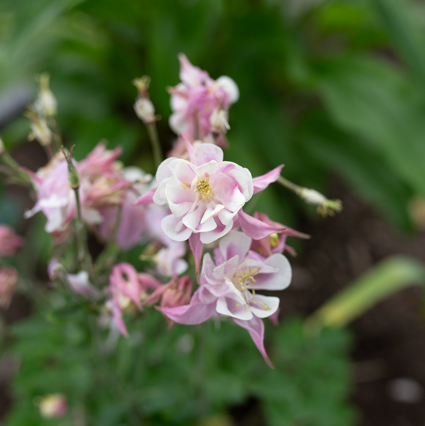 Columbine 'Blushing Belle'