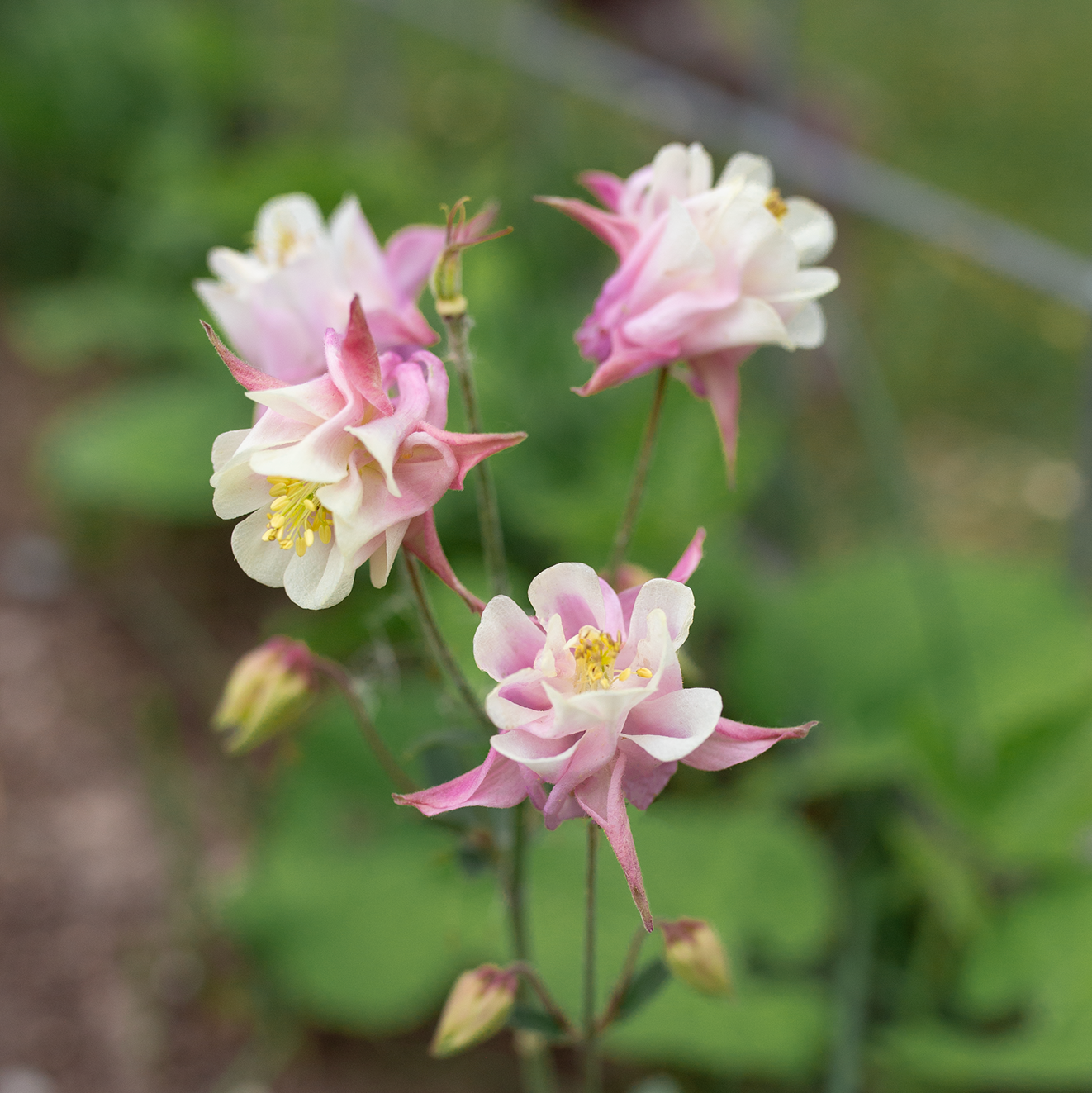 Columbine 'Blushing Belle'