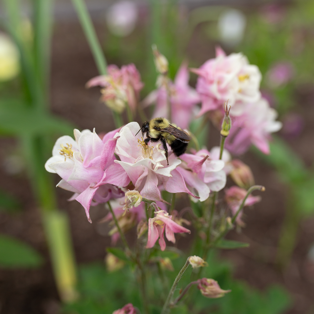 Columbine 'Blushing Belle'