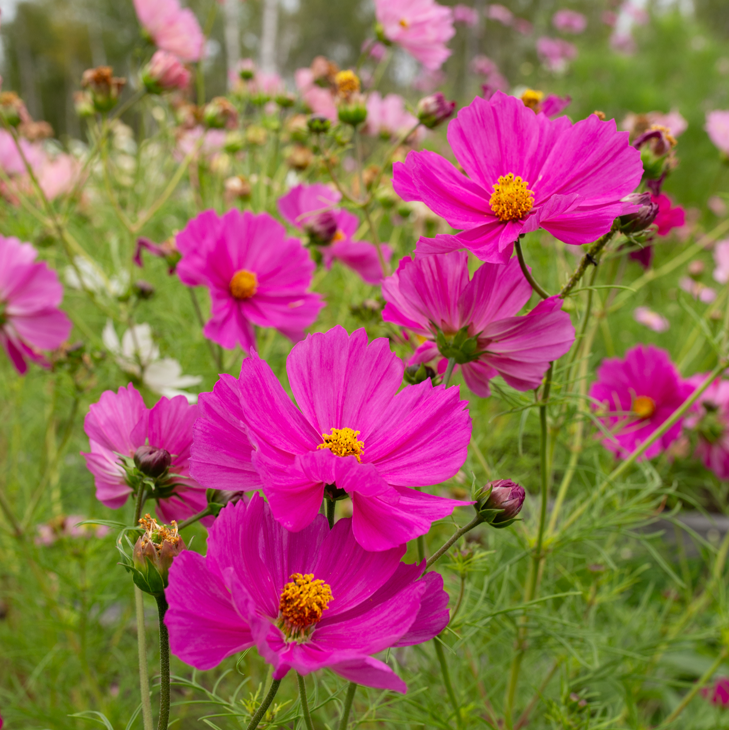 Cosmos 'Peony' Blend
