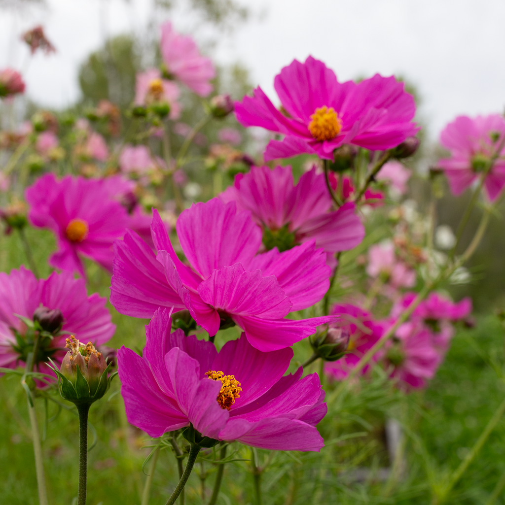 Cosmos 'Peony' Blend