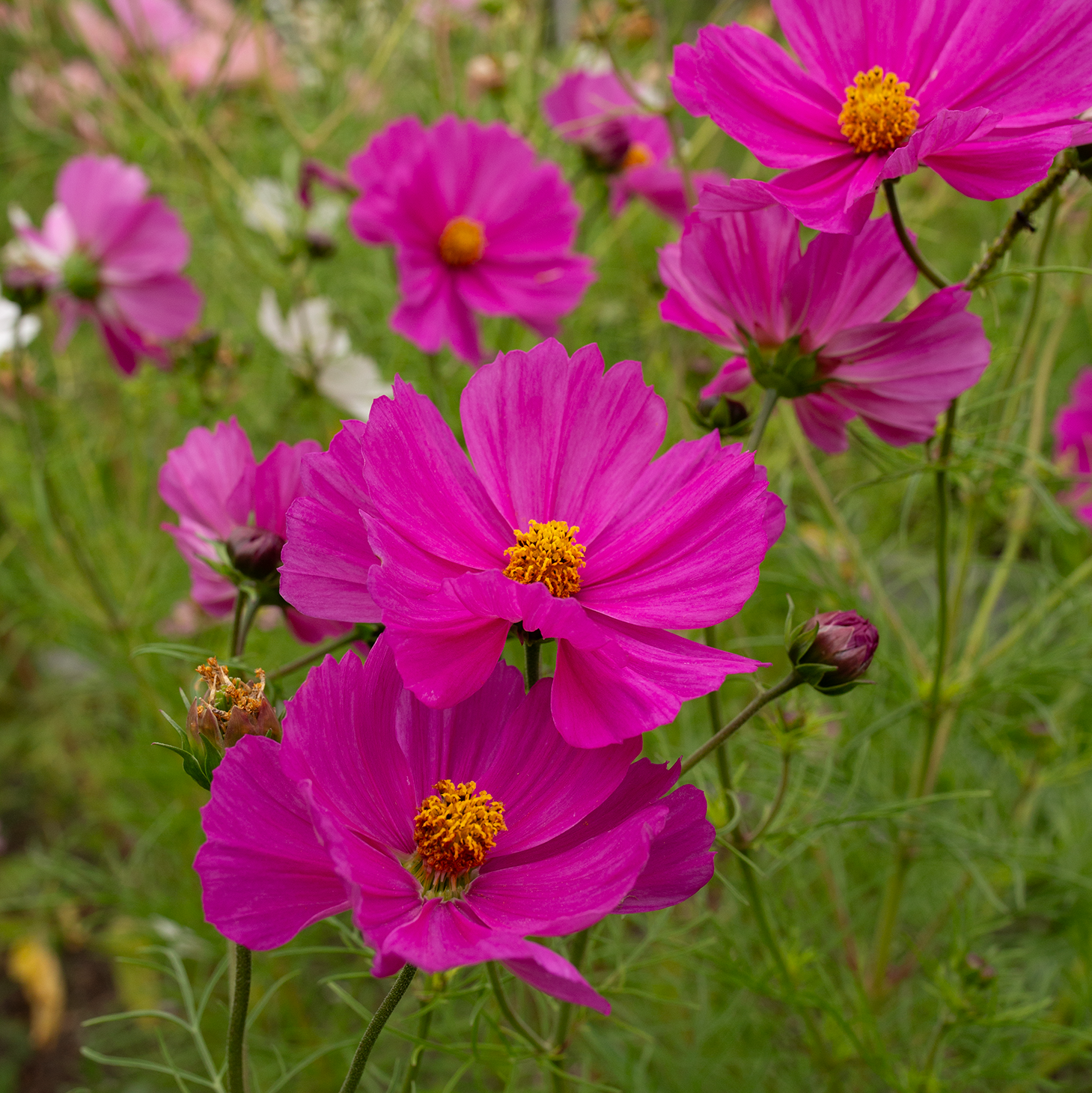 Cosmos 'Peony' Blend