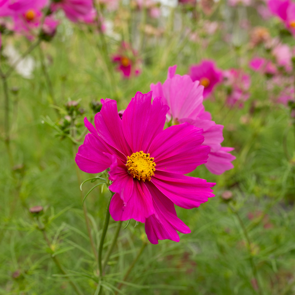 Cosmos 'Peony' Blend