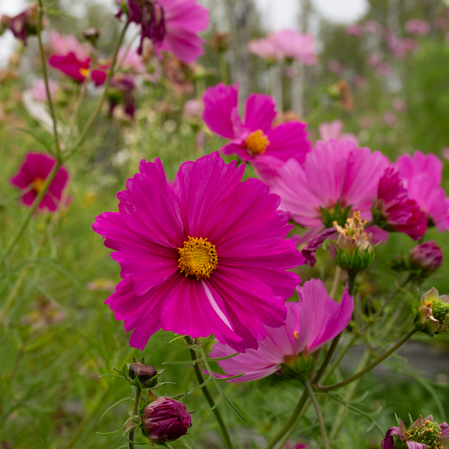 Cosmos 'Peony' Blend