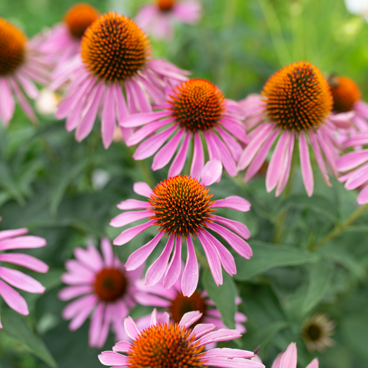 Echinacea 'Purple'
