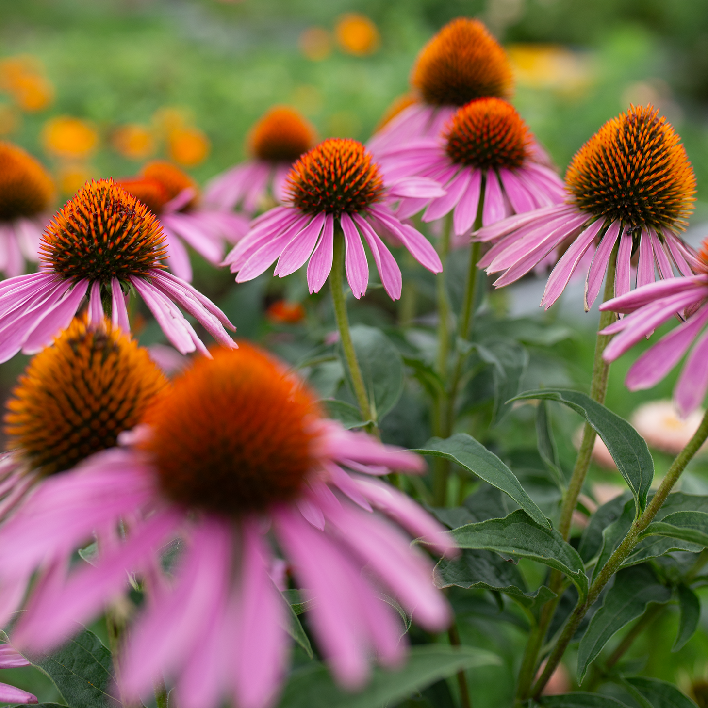 Echinacea 'Purple Jewels'