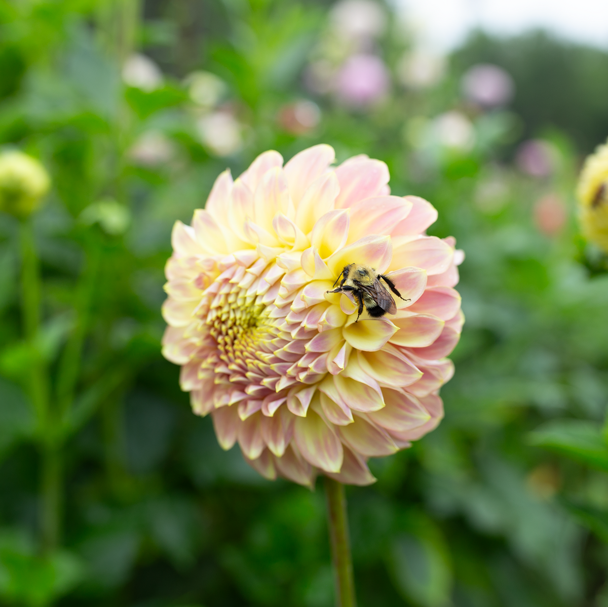 Dahlia 'Fleurelle's Field Blend'