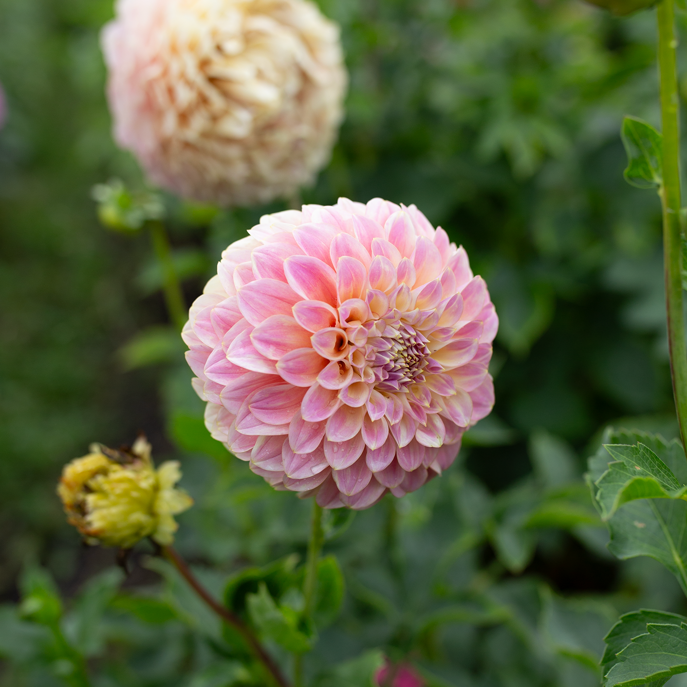 Dahlia 'Coorabell Moonglow'