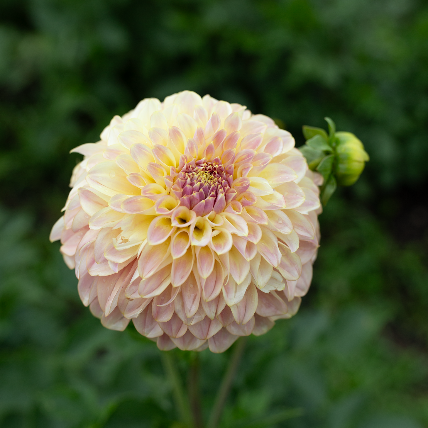Dahlia 'Coorabell Moonglow'