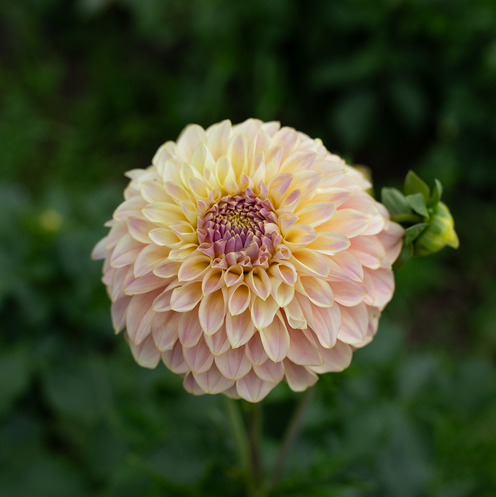 Dahlia 'Coorabell Moonglow'