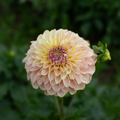 Dahlia 'Coorabell Moonglow'