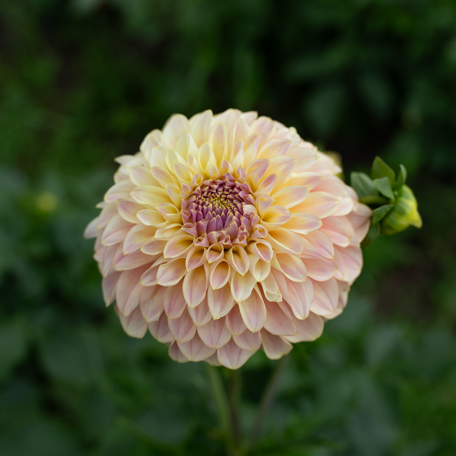 Dahlia 'Coorabell Moonglow'