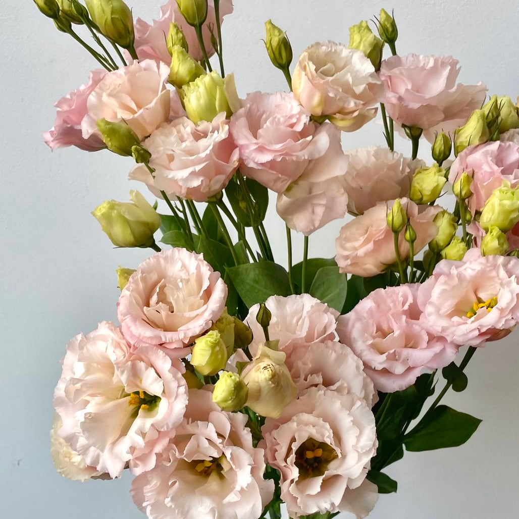 Lisianthus 'Corelli Peach'
