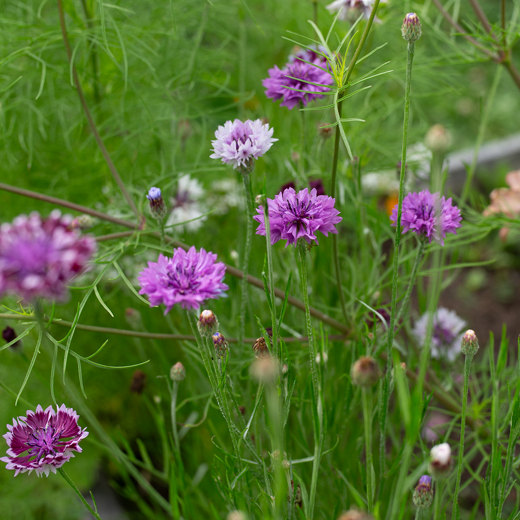 Bachelor's Button 'Mauve Amour'