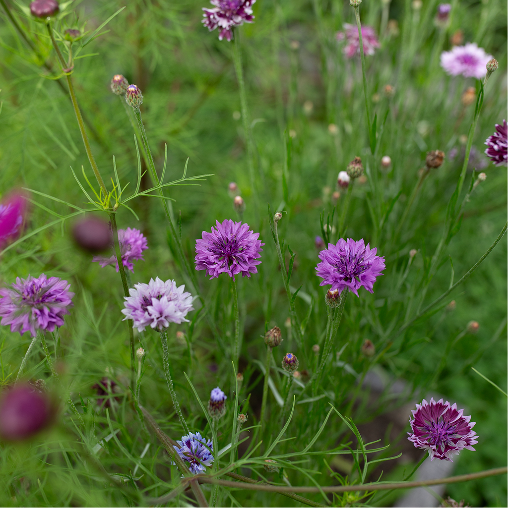 Bachelor's Button 'Mauve Amour'