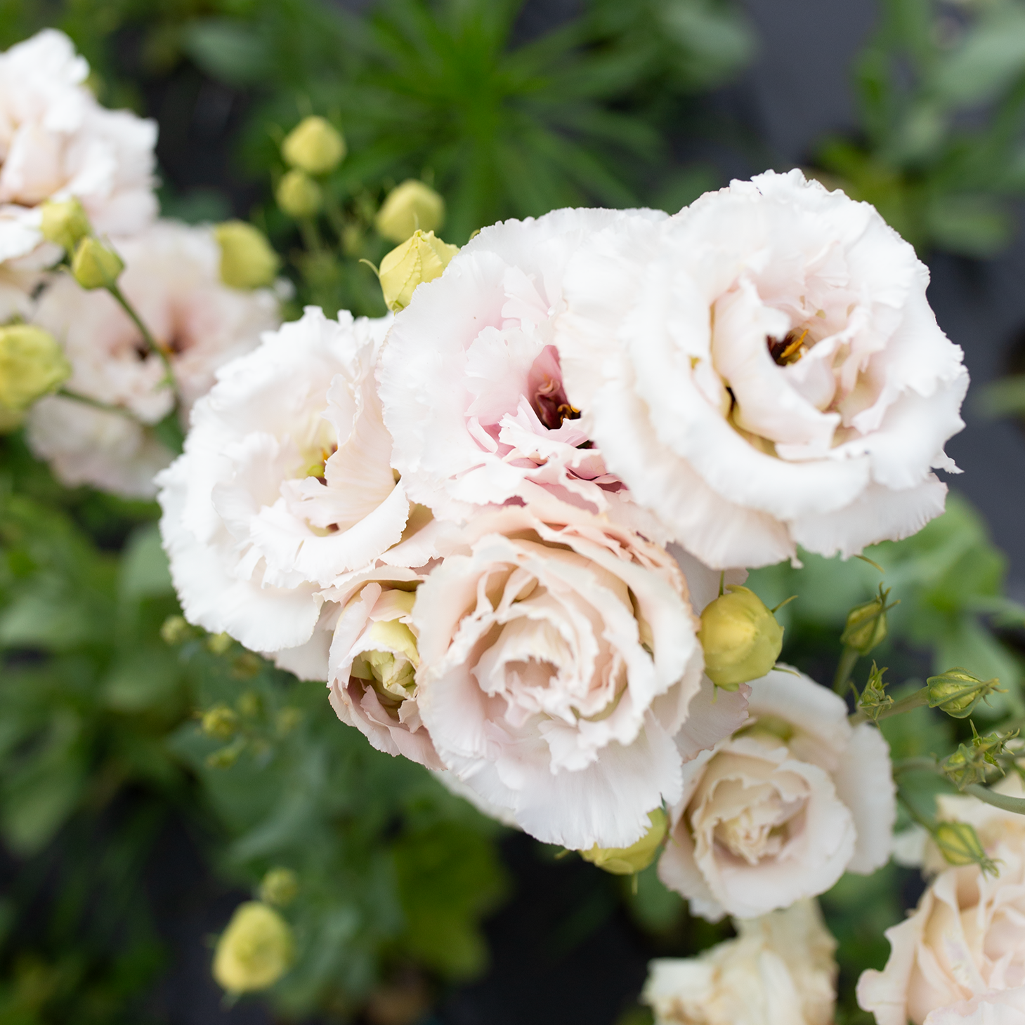 Lisianthus 'Cosmetic'