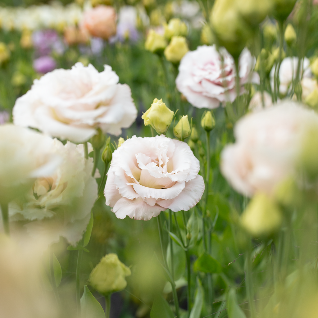 Lisianthus 'Cosmetic'