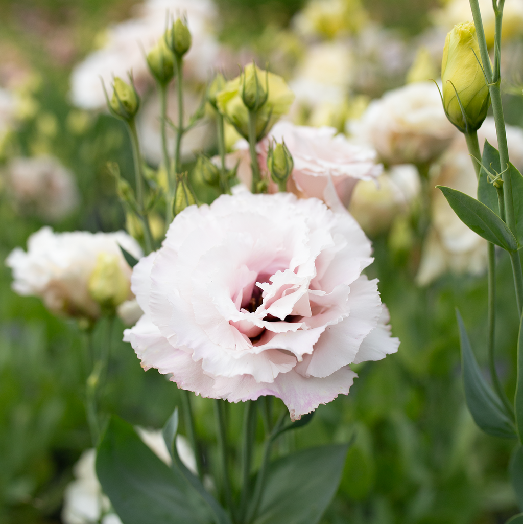 Lisianthus 'Cosmetic'