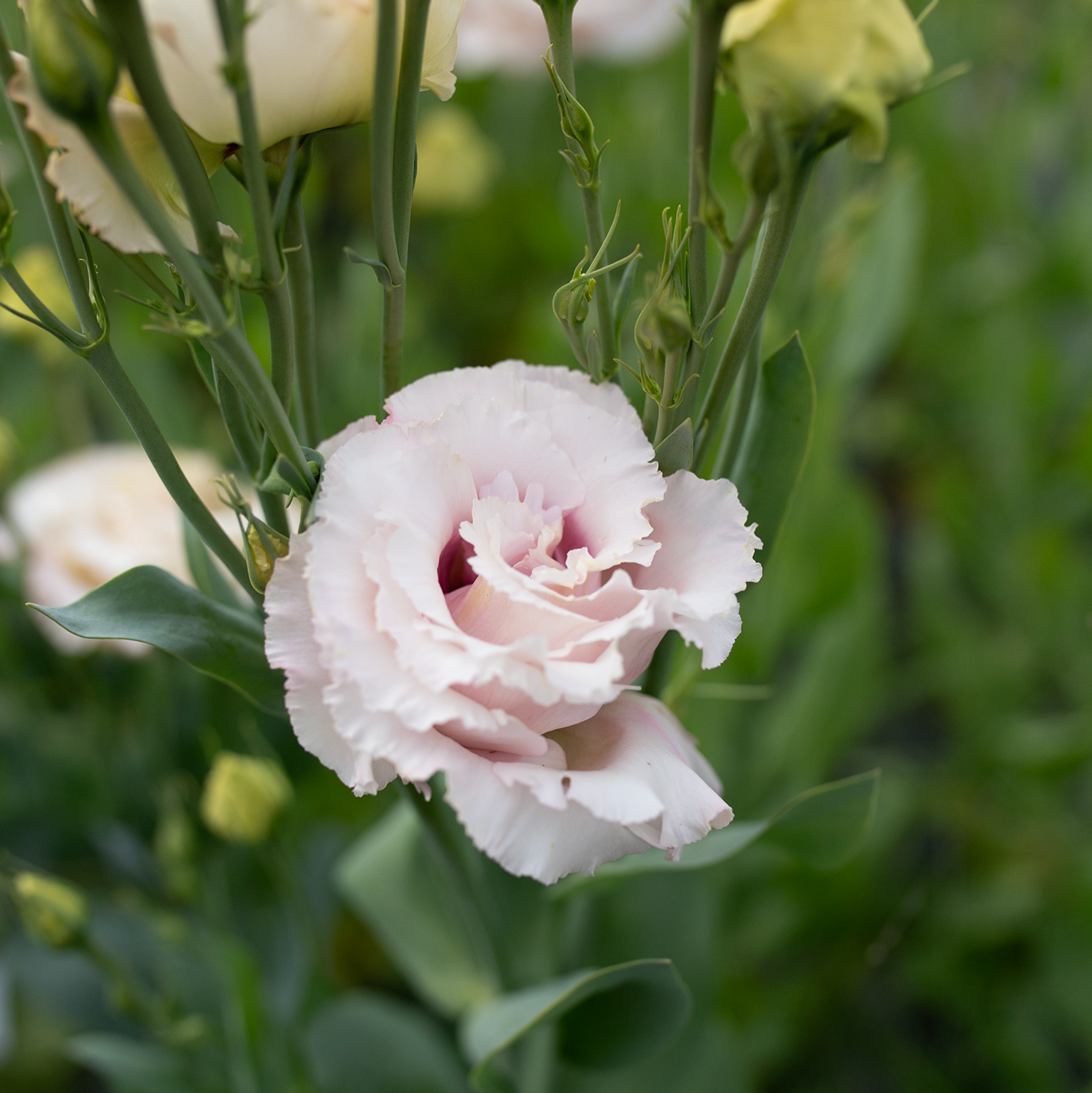 Lisianthus 'Cosmetic'