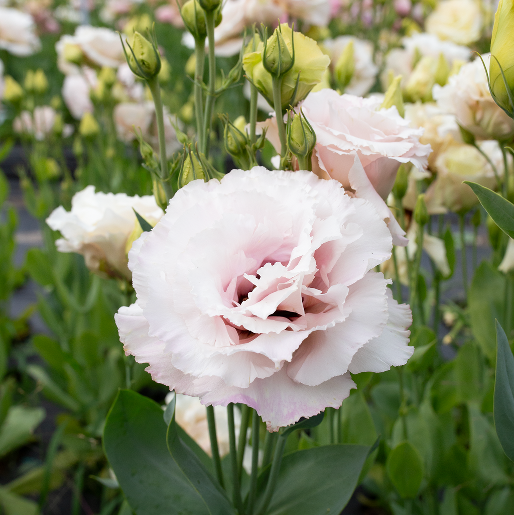 Lisianthus 'Cosmetic'