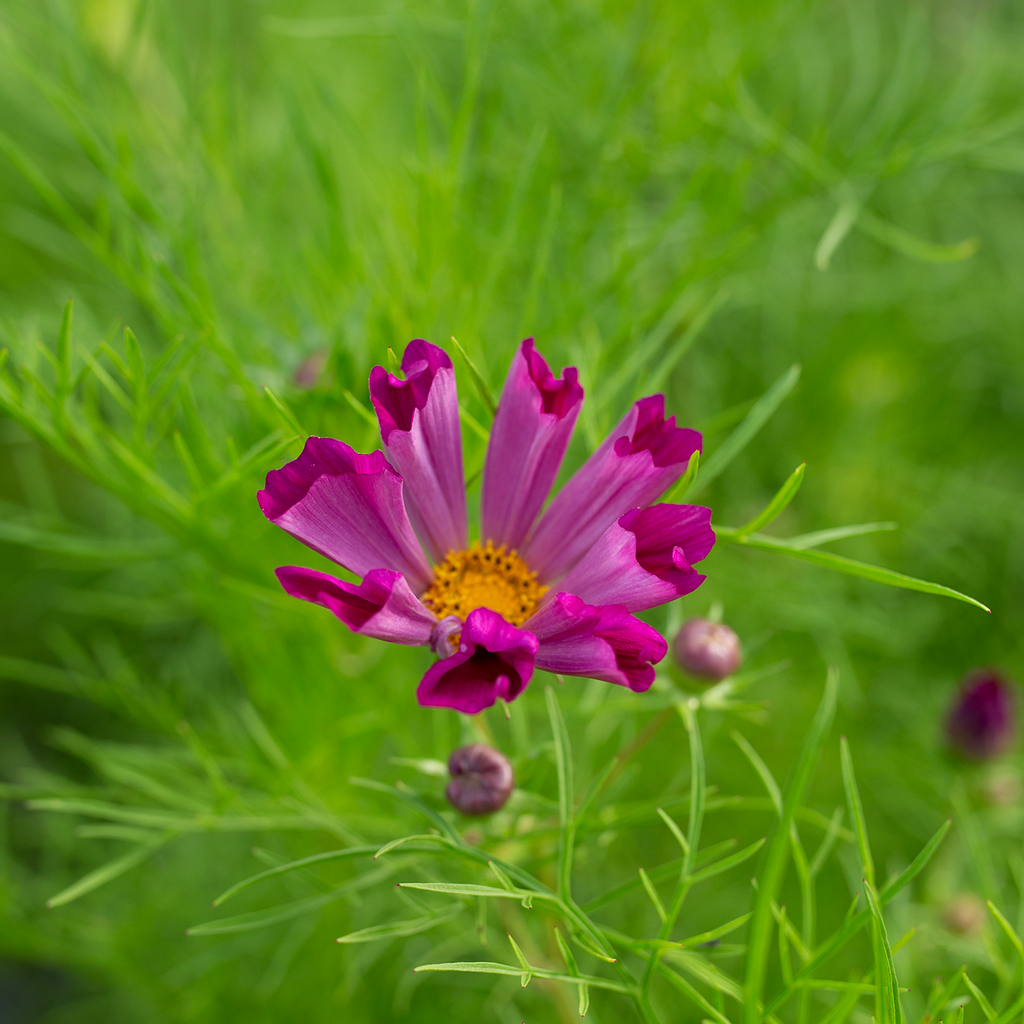 Cosmos 'Sea Shells'
