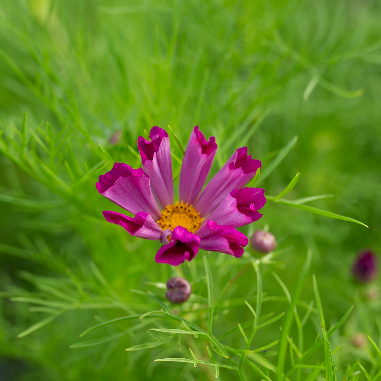 Cosmos 'Sea Shells'
