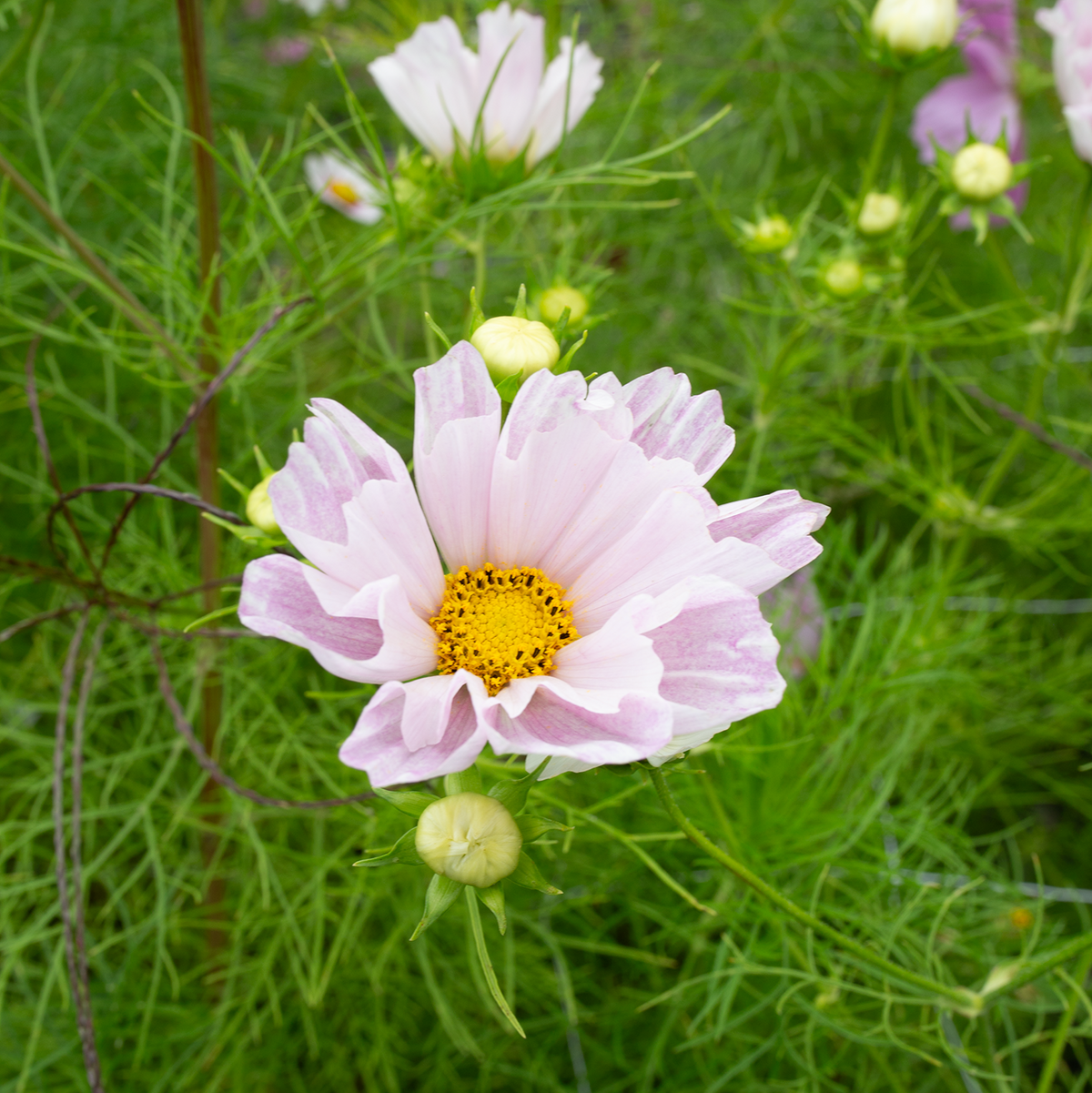 Cosmos 'Sea Shells'