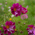 Cosmos 'Sea Shells'