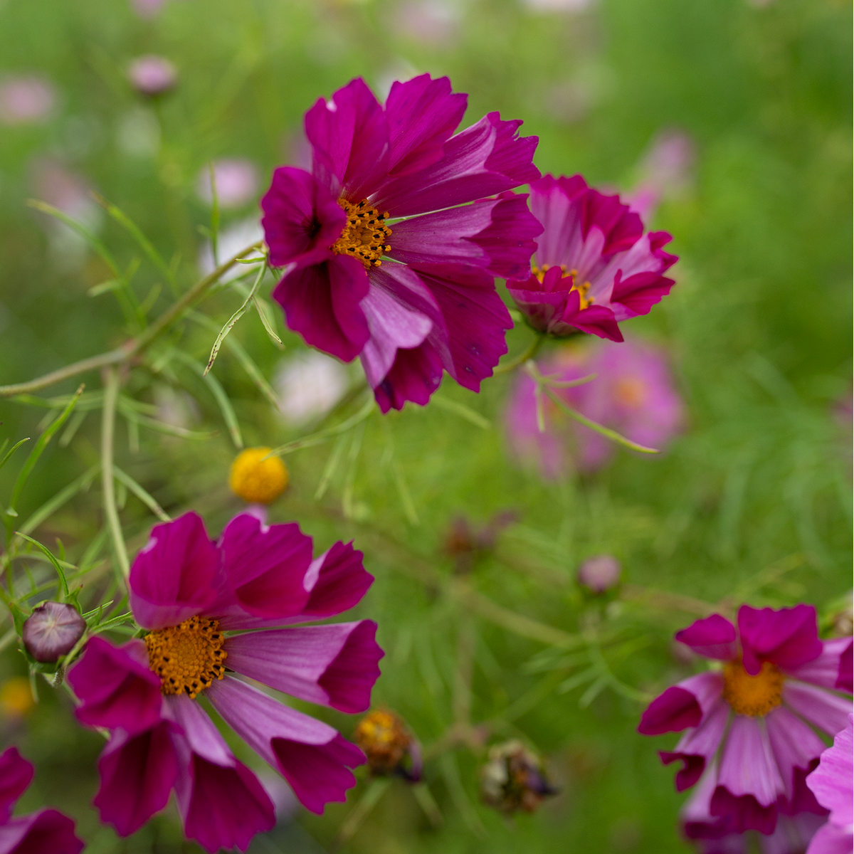Cosmos 'Sea Shells'