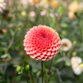 Dahlia 'Crazy 4 Wylie Quinn'