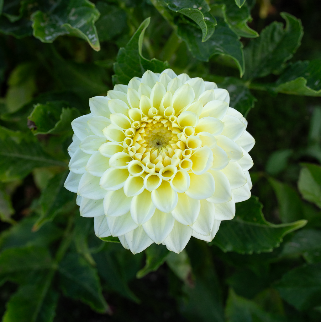 Dahlia 'Cream Diane'