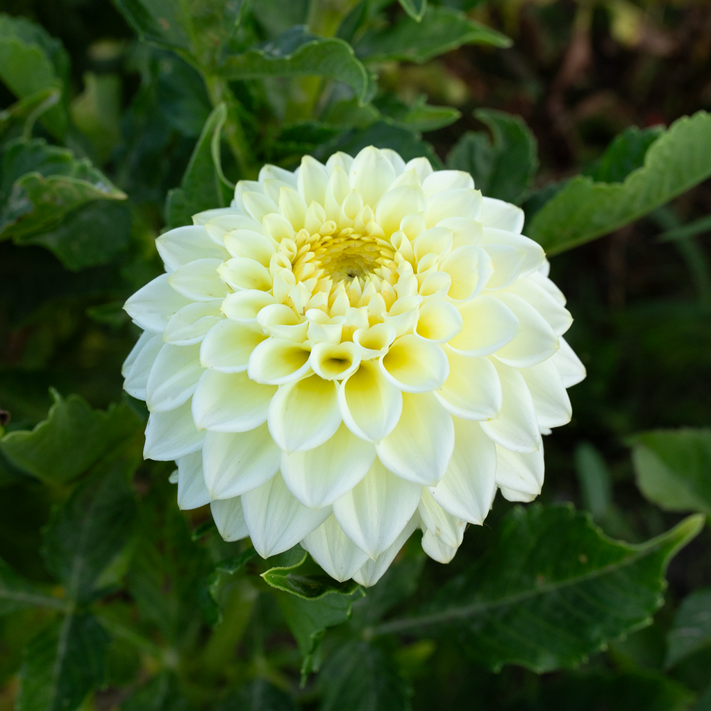 Dahlia 'Cream Diane'