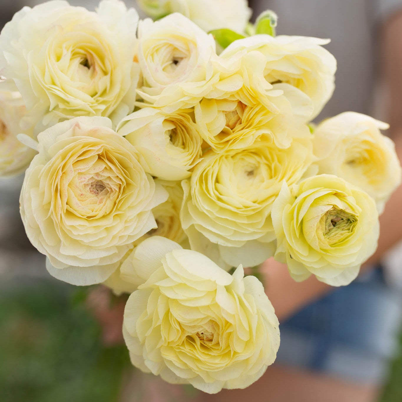 Ranunculus 'Cream'