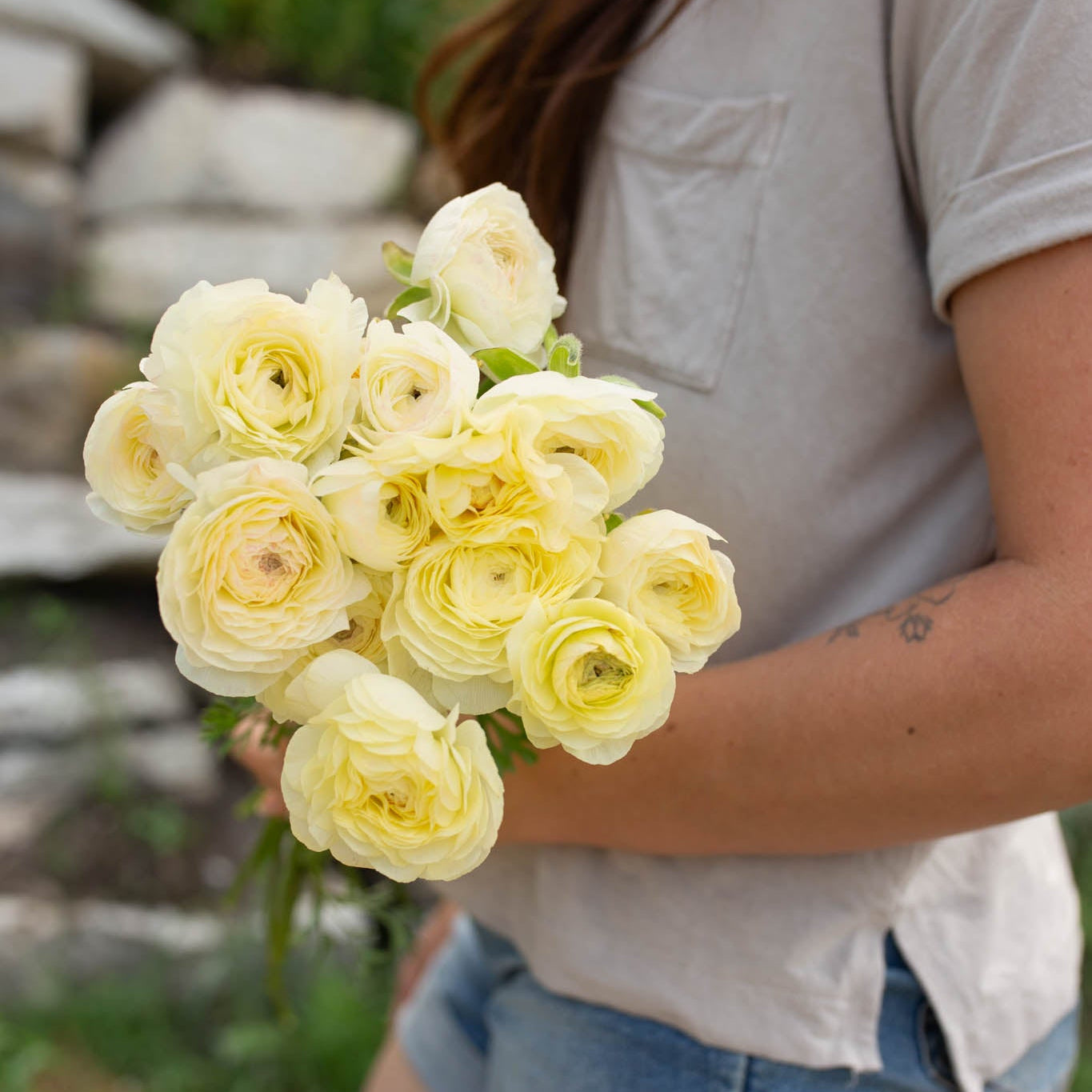 Ranunculus 'Cream'
