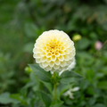 Dahlia 'Creamy'