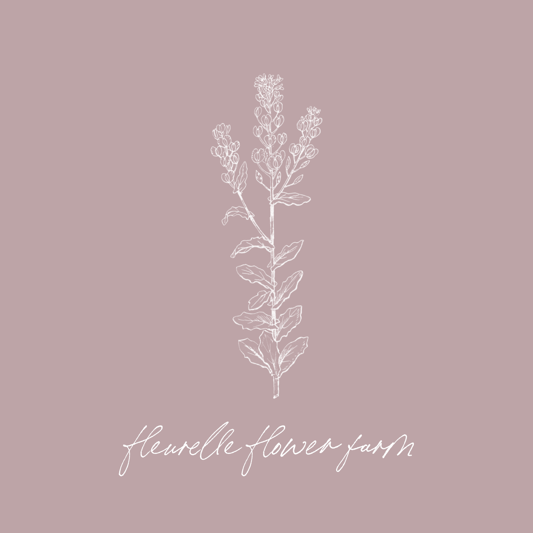 Cress 'Attraxa'