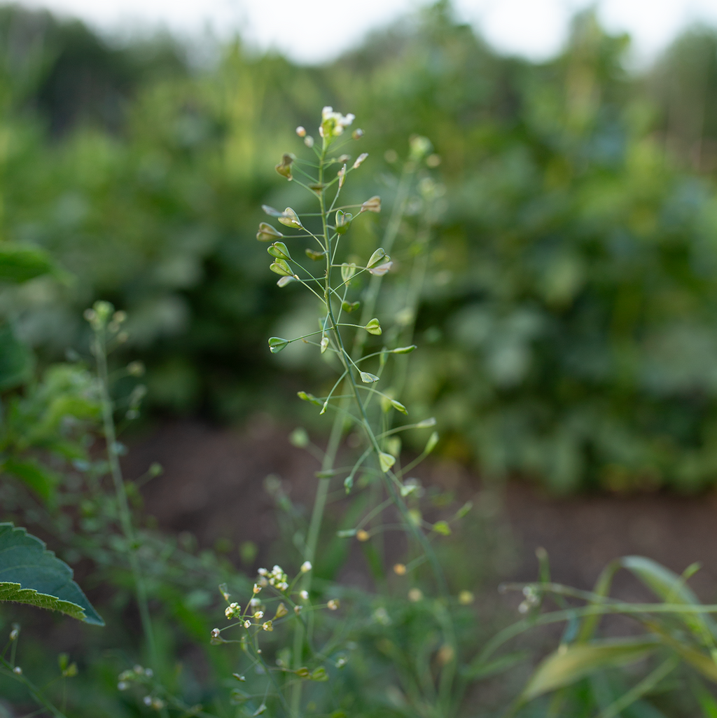 Cress 'Cupid's Heart'