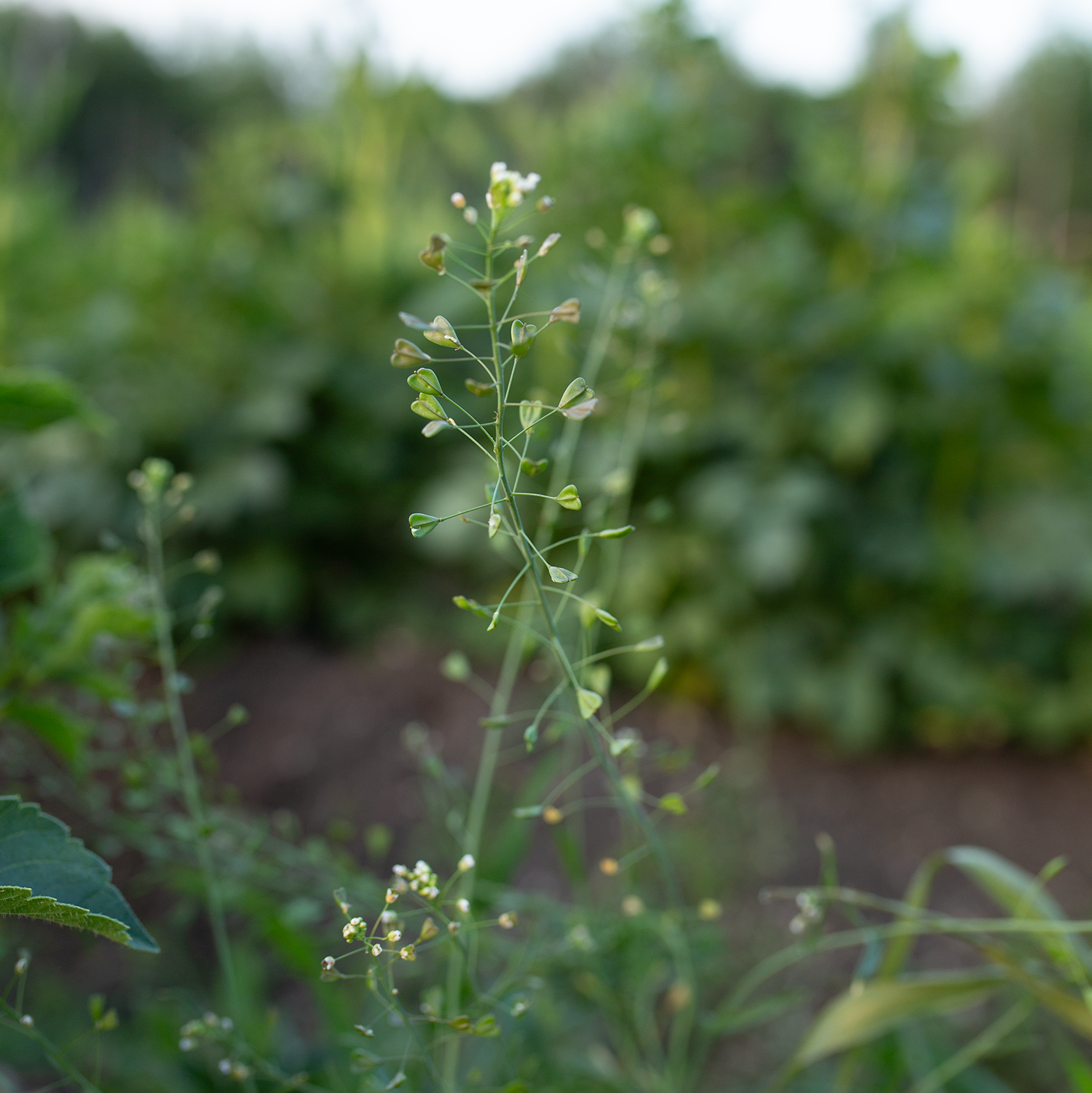 Cress 'Cupid's Heart'