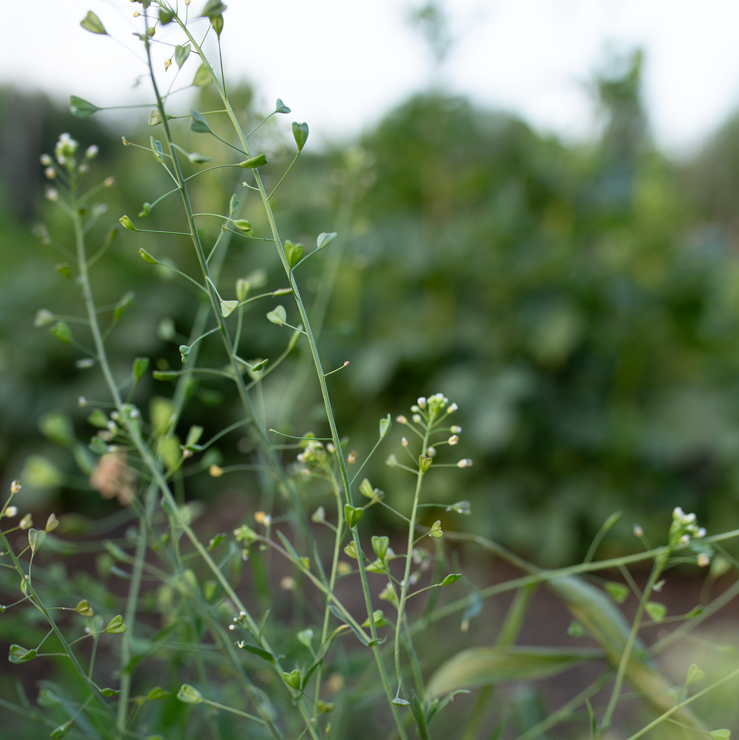 Cress 'Cupid's Heart'