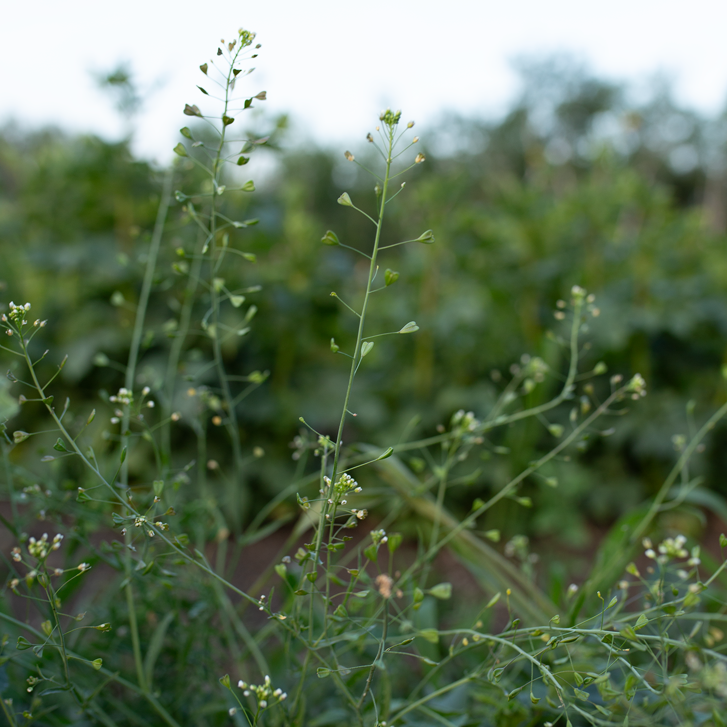Cress 'Cupid's Heart'