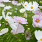 Cosmos 'Cupcake Blush & White'