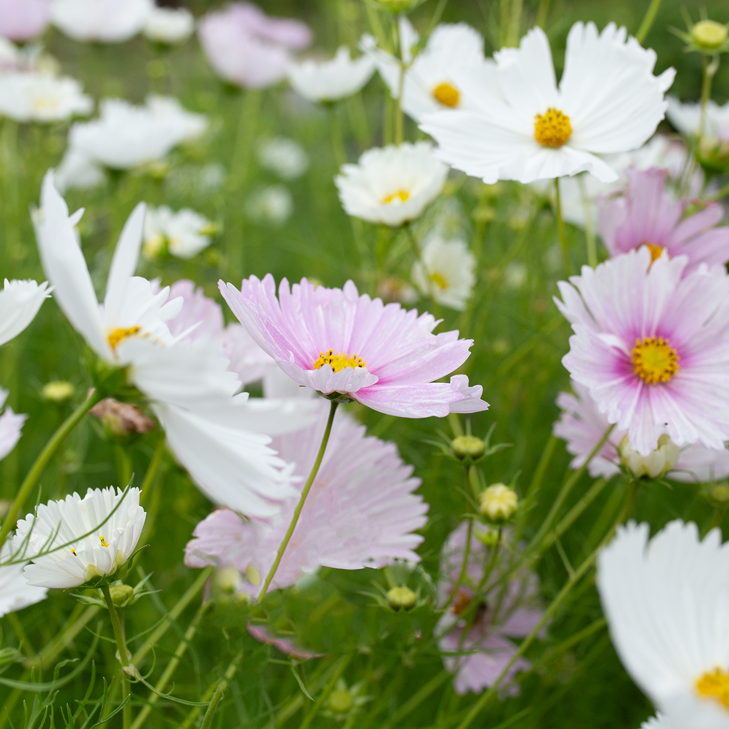 Cosmos 'Cupcake Blush & White'