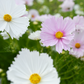 Cosmos 'Cupcake Blush & White'