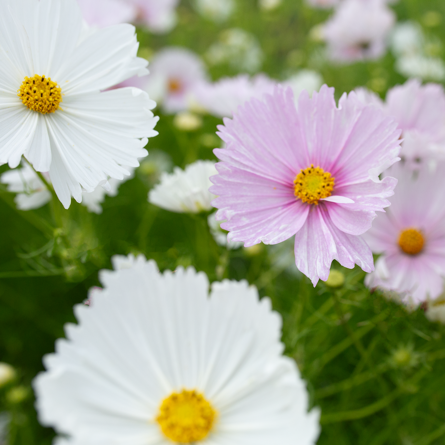 Cosmos 'Cupcake Blush & White'