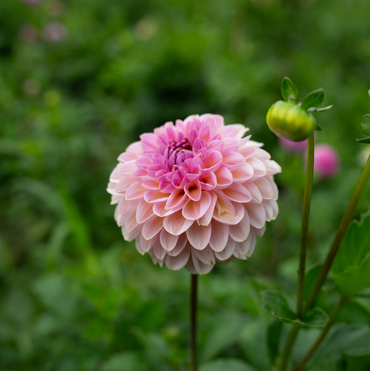 Dahlia 'Cupcake'
