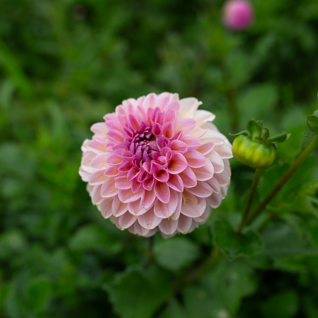 Dahlia 'Cupcake'