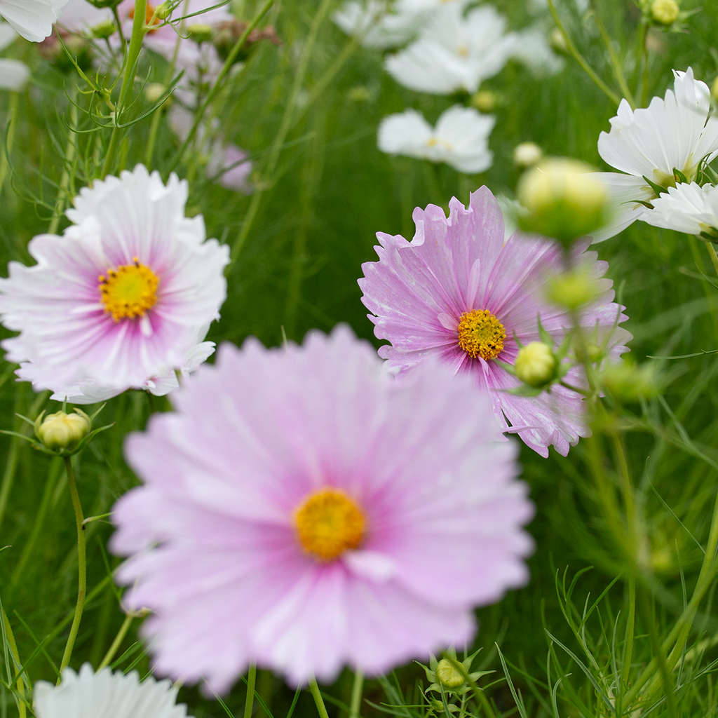 Cupcake Blush Cosmos