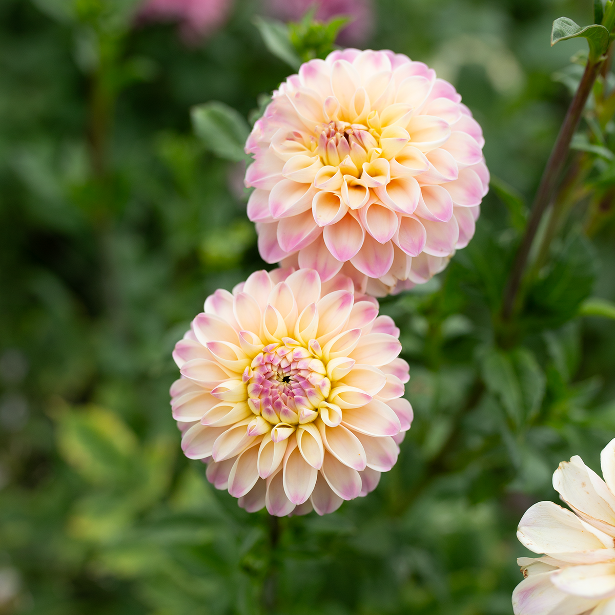 Dahlia 'Tahoma Odyssey'